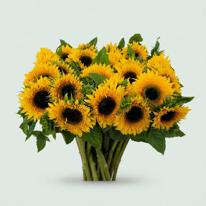 Sunflower Helianthus Starbust Panache