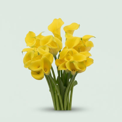 Calla Lily - Zantedeschia - Zantedeschia