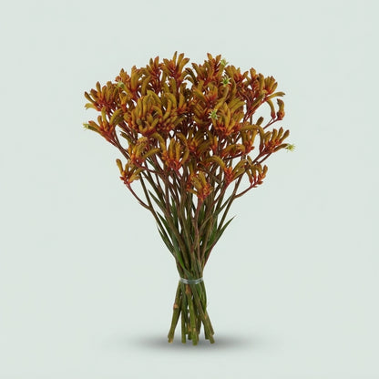 Anigozanthos - Gold Fever
