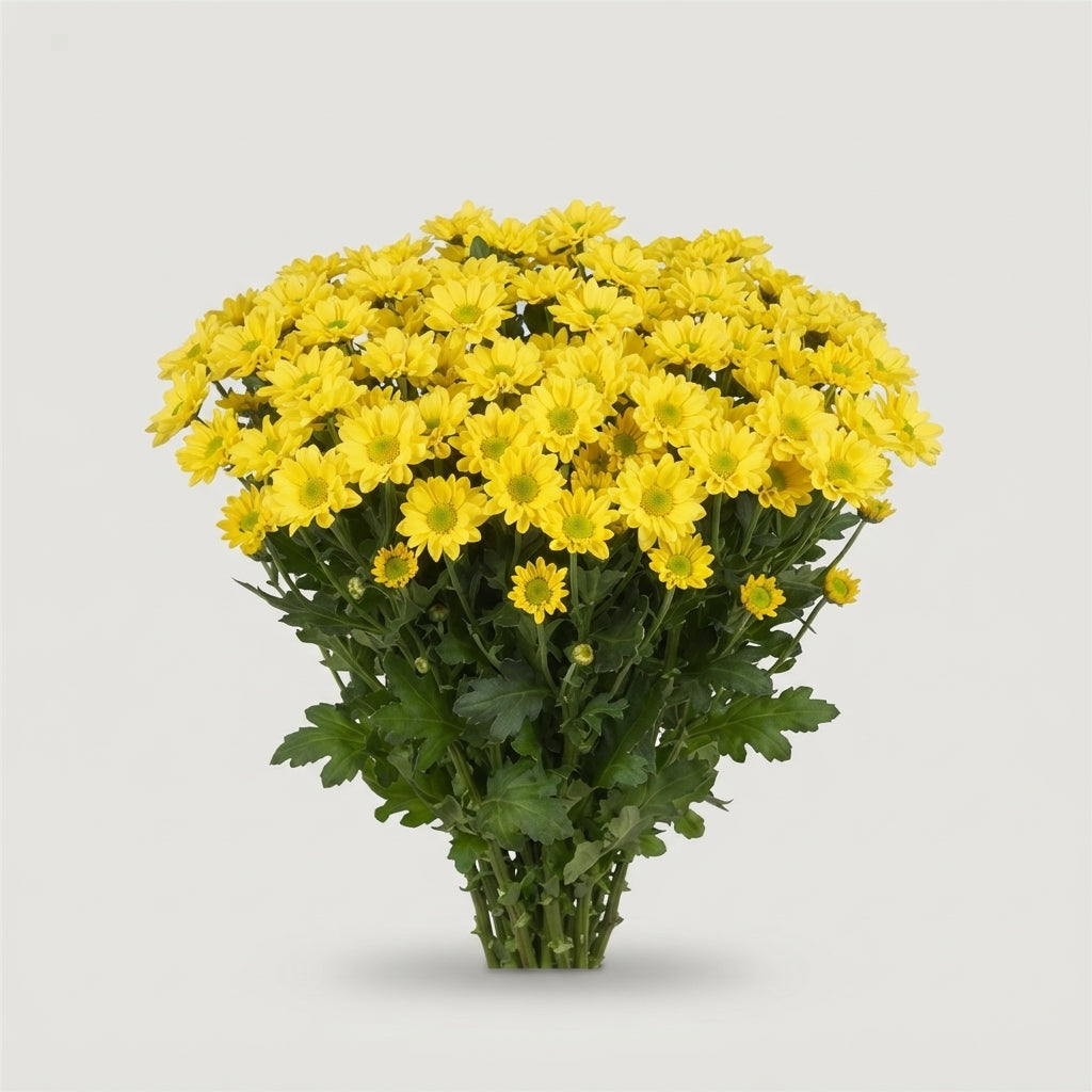Santini Chrysanthemum - Chrysanthemum - AAA Startup