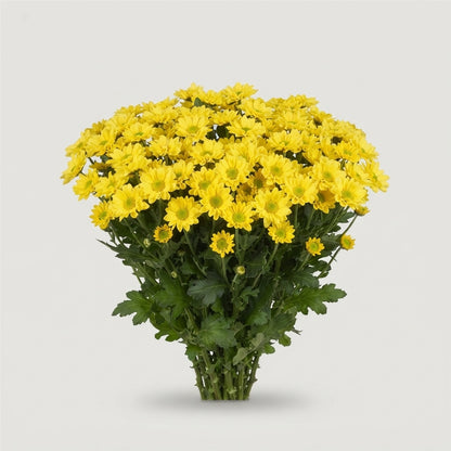 FeedSync:wholesale:c306f848900e46701e162d1ee41d48701aea038d