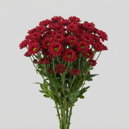 Santini Chrysanthemum - Chrysanthemum - Arcempo