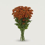 FeedSync:wholesale:0fd5be3b9cbf3d0ef4187d7e14d59a069999cd71