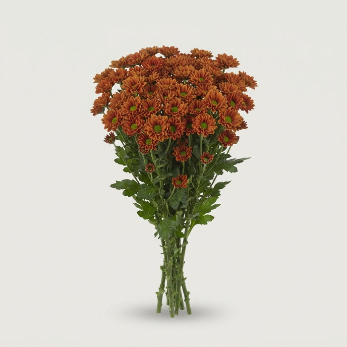 FeedSync:wholesale:0fd5be3b9cbf3d0ef4187d7e14d59a069999cd71