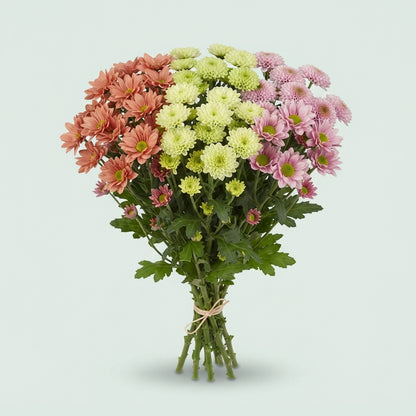 Spray Chrysanthemum - Chrysanthemum - Tros Santini Gemengd