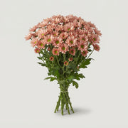 FeedSync:wholesale:ad0ef97b0dbda088ead4ce0079a60795bf6d751d