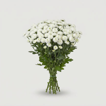 Santini Chrysanthemum - Chrysanthemum - Deklumie White