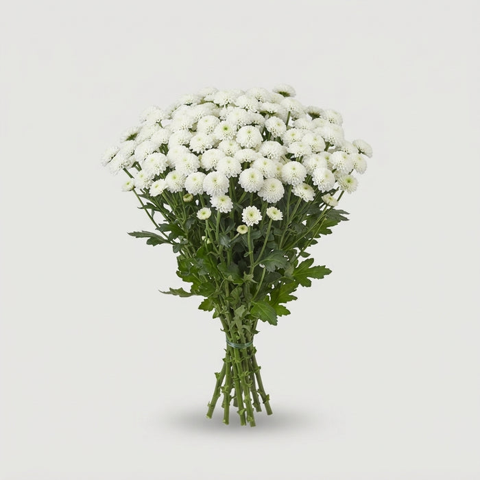 FeedSync:wholesale:f73dafa46b25004d02bf53fdc7f2d4008622a326