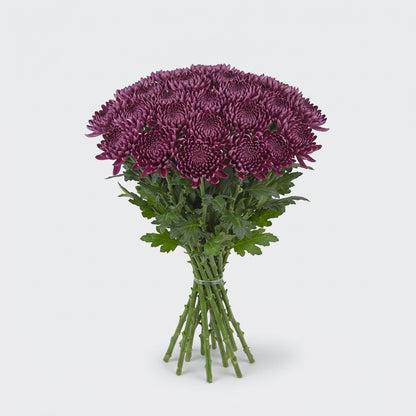 Disbudded Chrysanthemum - Chrysanthemum - Creabigoudi Purple