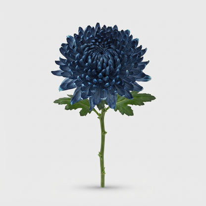 Disbud Chrysanthemum - Chrysanthemum - Stravina H%