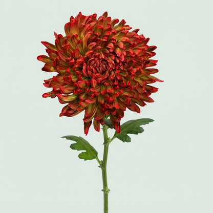 Disbudded Chrysanthemum - Chrysanthemum - Stravina