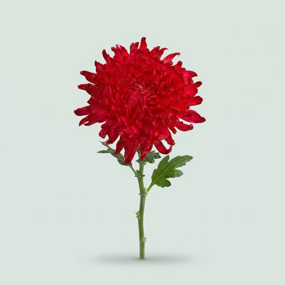 Chrysanthemum - Chrysanthemum - Stravina H%