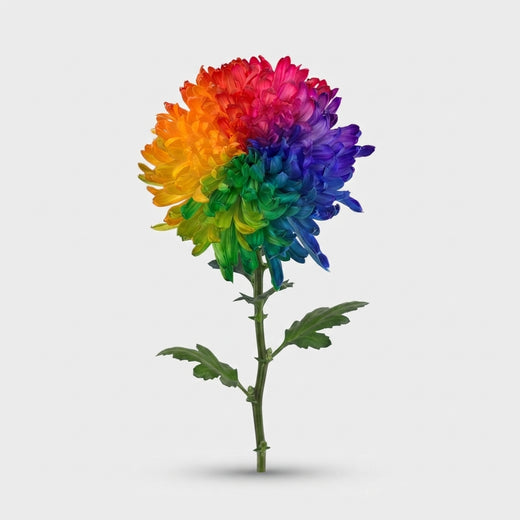 FeedSync:wholesale:411671f95d074d2741cf8038e111492f2e0ba1eb