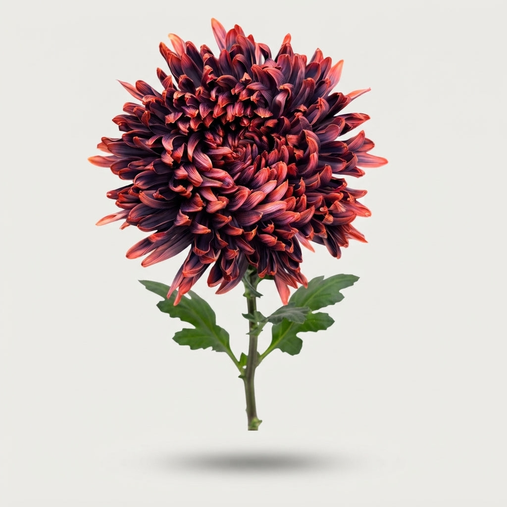 Disbudded Chrysanthemum - Chrysanthemum - Stravina H%