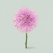 FeedSync:wholesale:1fe86bd854a313ff21481b0a48f9c5d71c3849ad