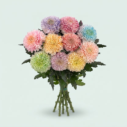 Chrysanthemum - Chrysanthemum (Indicum Grp) - Disbudded