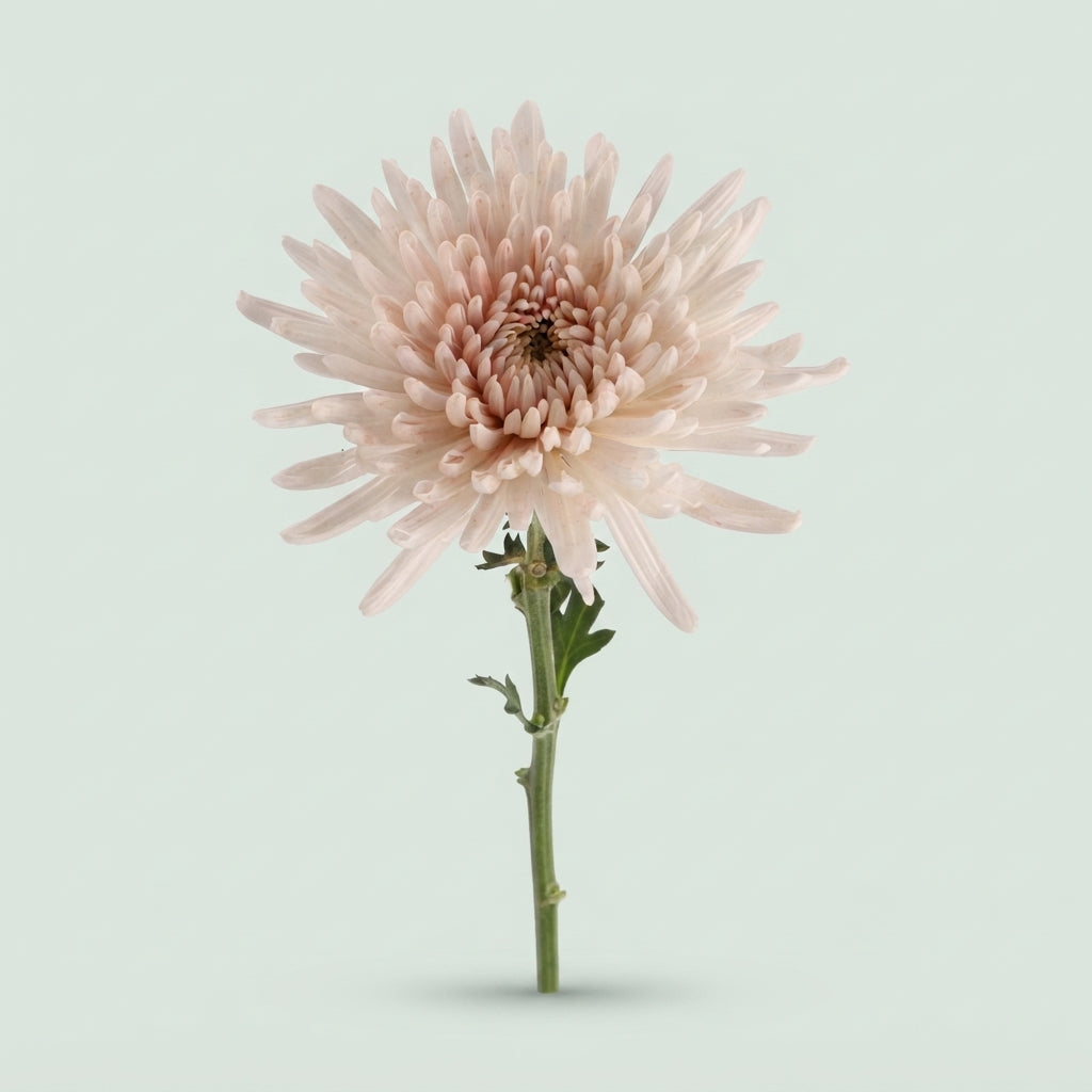 Chrysanthemum - Chrysanthemum (Indicum Grp) - Disbudded