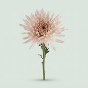 FeedSync:wholesale:48ca53339a110f3cc51e6d4b454ce19adabbf89b