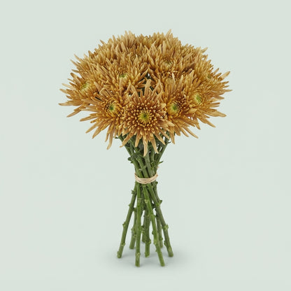 Disbudded Chrysanthemum - Chrysanthemum - Dlfcipr11