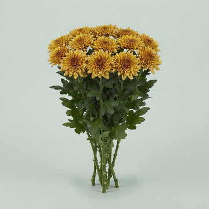 Disbudded Chrysanthemum - Chrysanthemum - Dlfpsu13