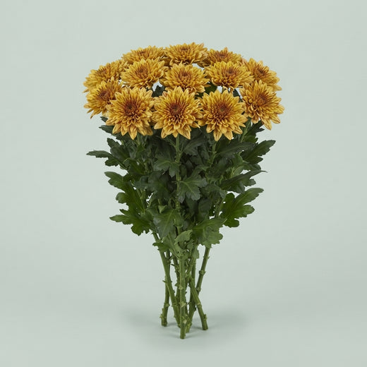 FeedSync:wholesale:5e2f32aec92b5296d0cd00c6a5c524df5322db5b