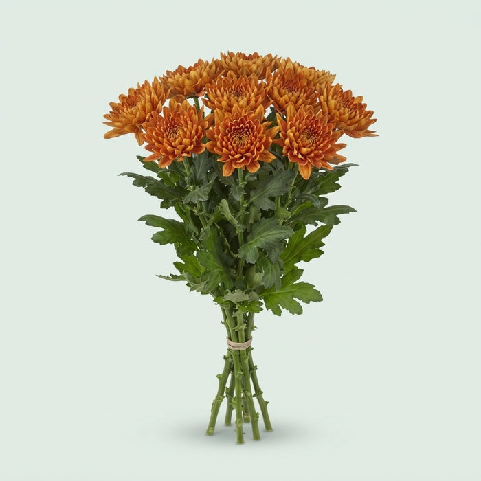 FeedSync:wholesale:99115c0819412a65ac2433e88aca3873e8d926a2