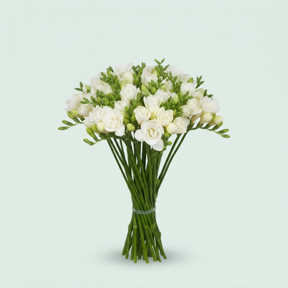 Freesia - Freesia - Zafressen