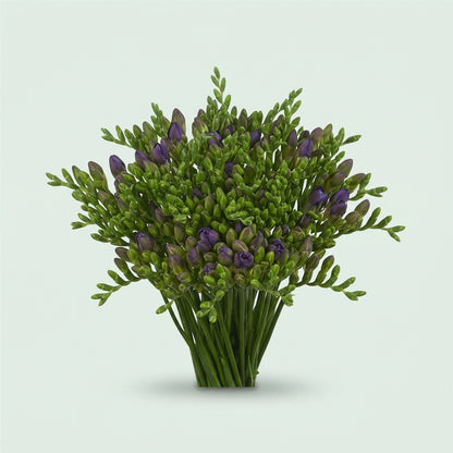 Freesia - Freesia - Zafredigo