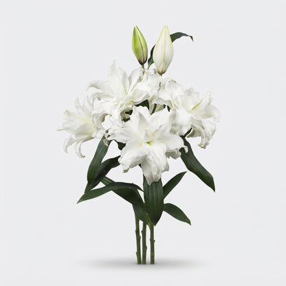 Lily Roselily Angela