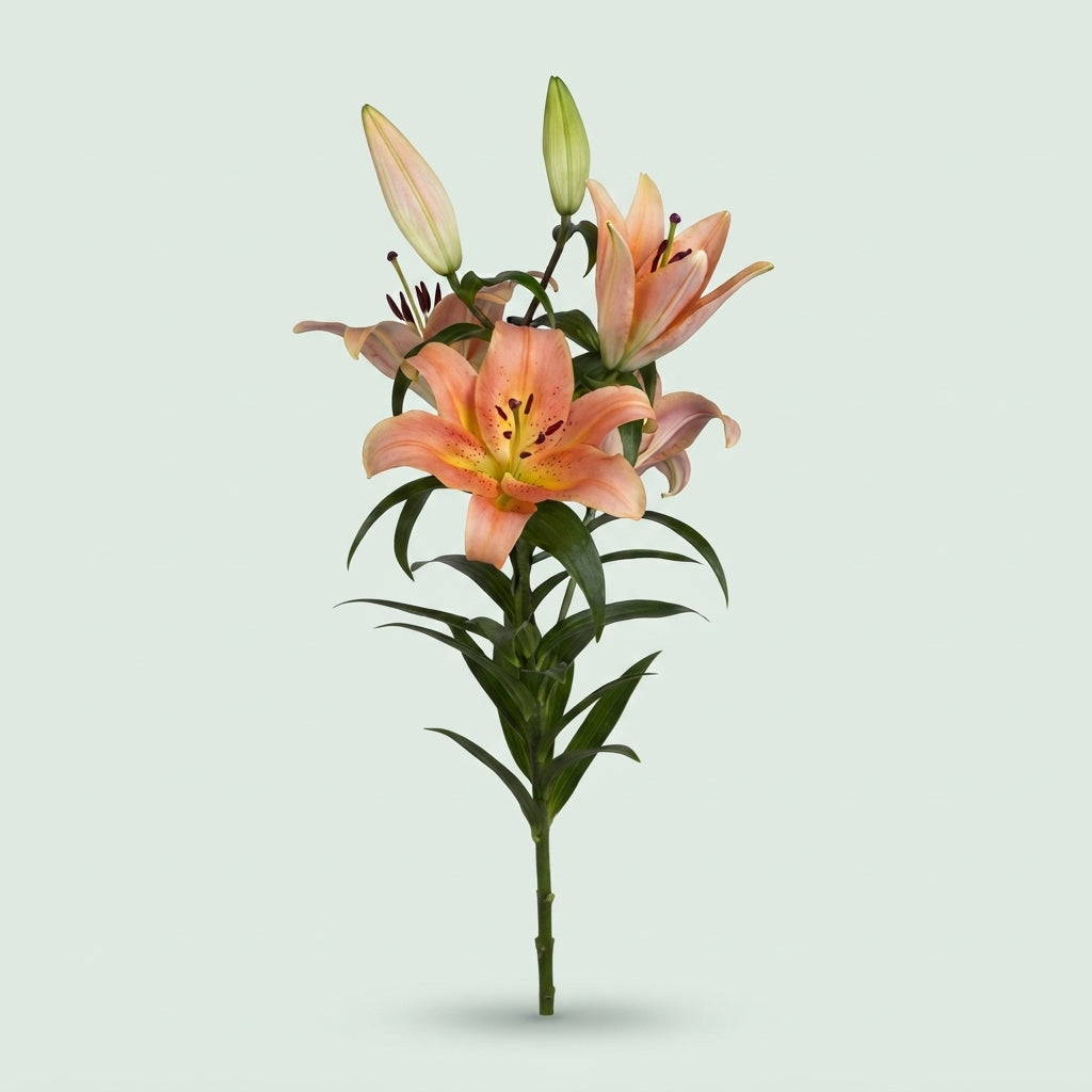 Lily La Zelmira