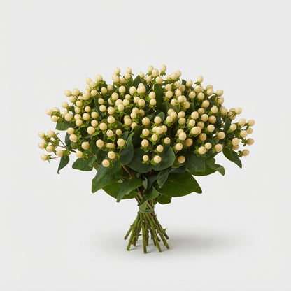 Hypericum Magical Snowprince