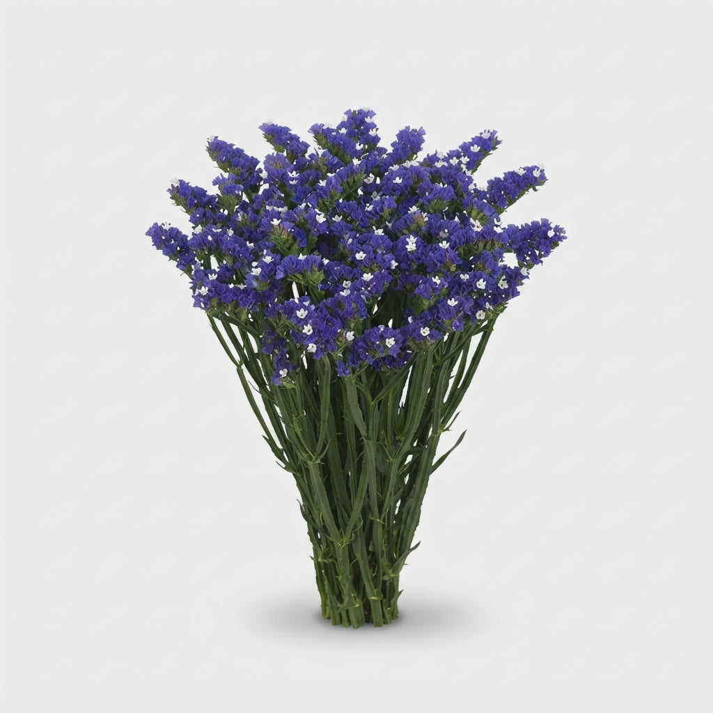 Statice - Limonium sinuatum - Midnight Wings