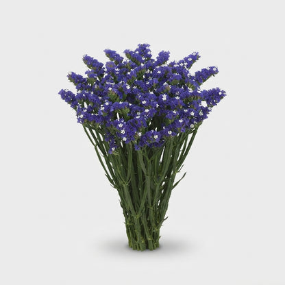 Statice - Limonium sinuatum - Midnight Wings
