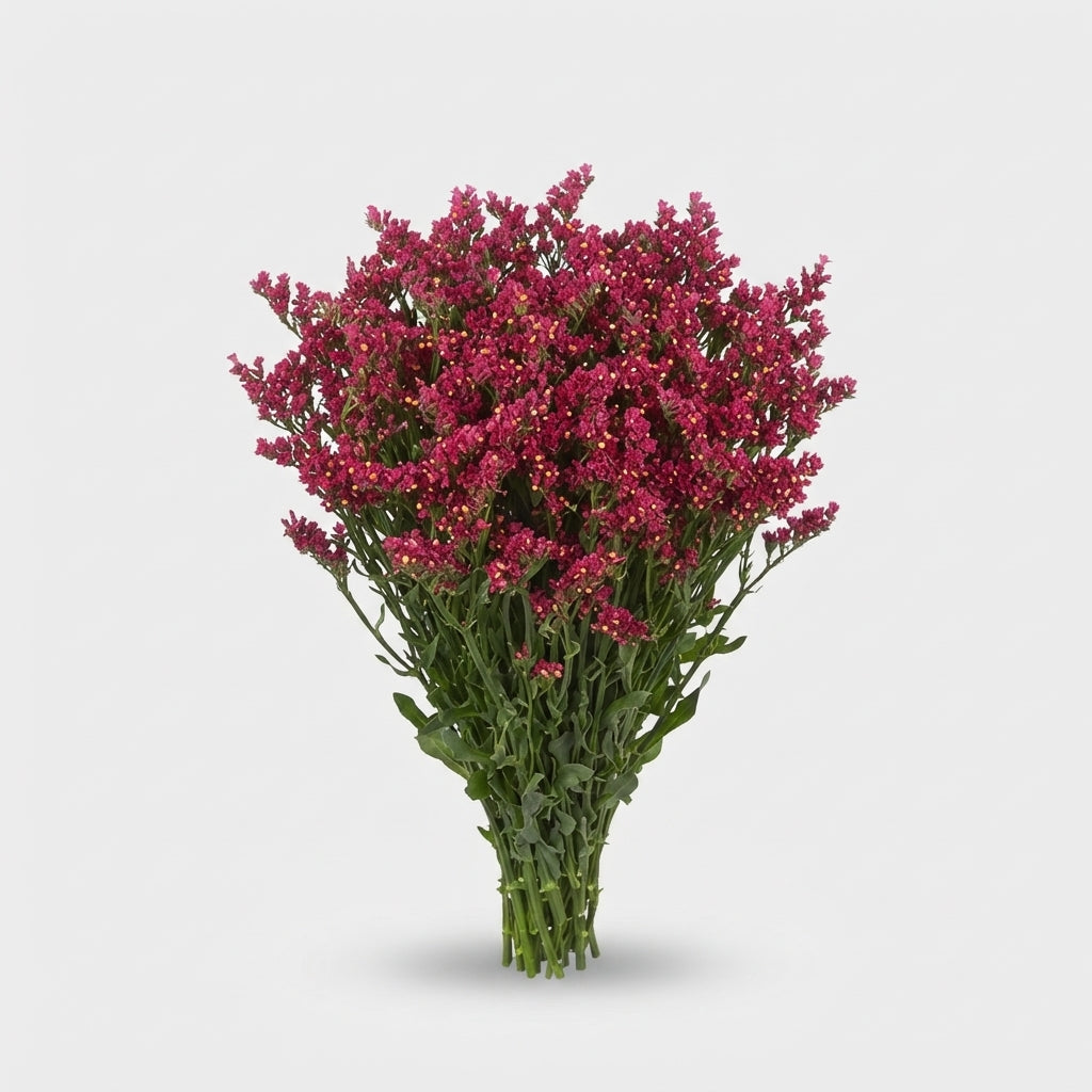 Limonium - Limonium sinense - Hildiascarl
