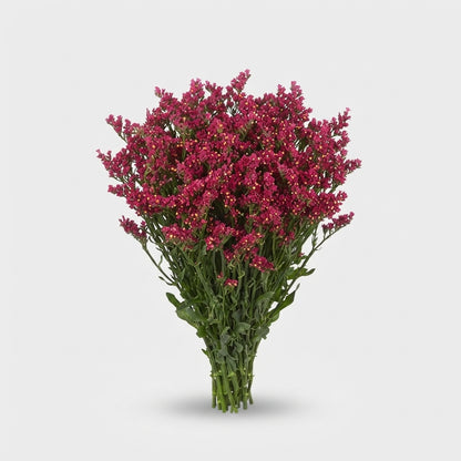 Limonium - Limonium sinense - Hildiascarl