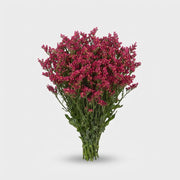 FeedSync:wholesale:f817d7127ca3fa0276c34286d6aac7216117496e