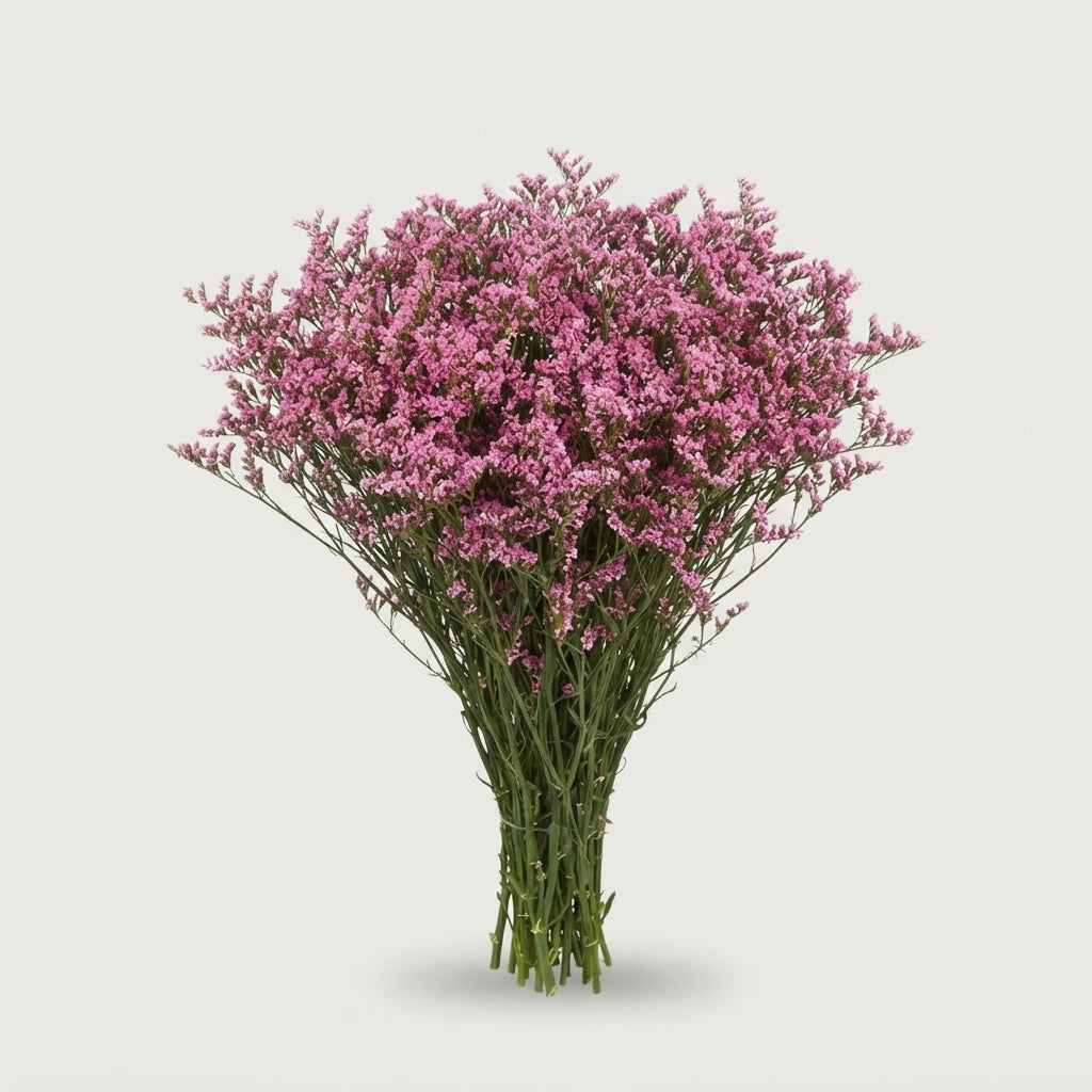 Limonium - Limonium sinense - Hildiatiff