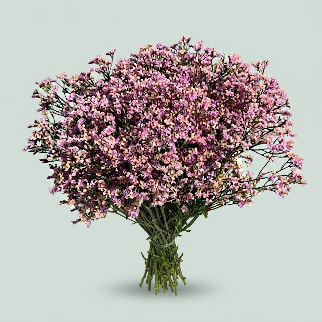 Limonium - Limonium sinense - Hildiaanouch