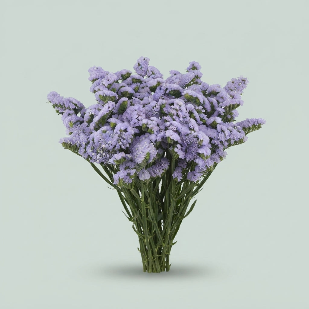 Limonium - Limonium sinuatum - Hilsinmer
