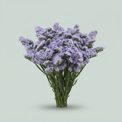 Limonium - Limonium sinuatum - Hilsinmer