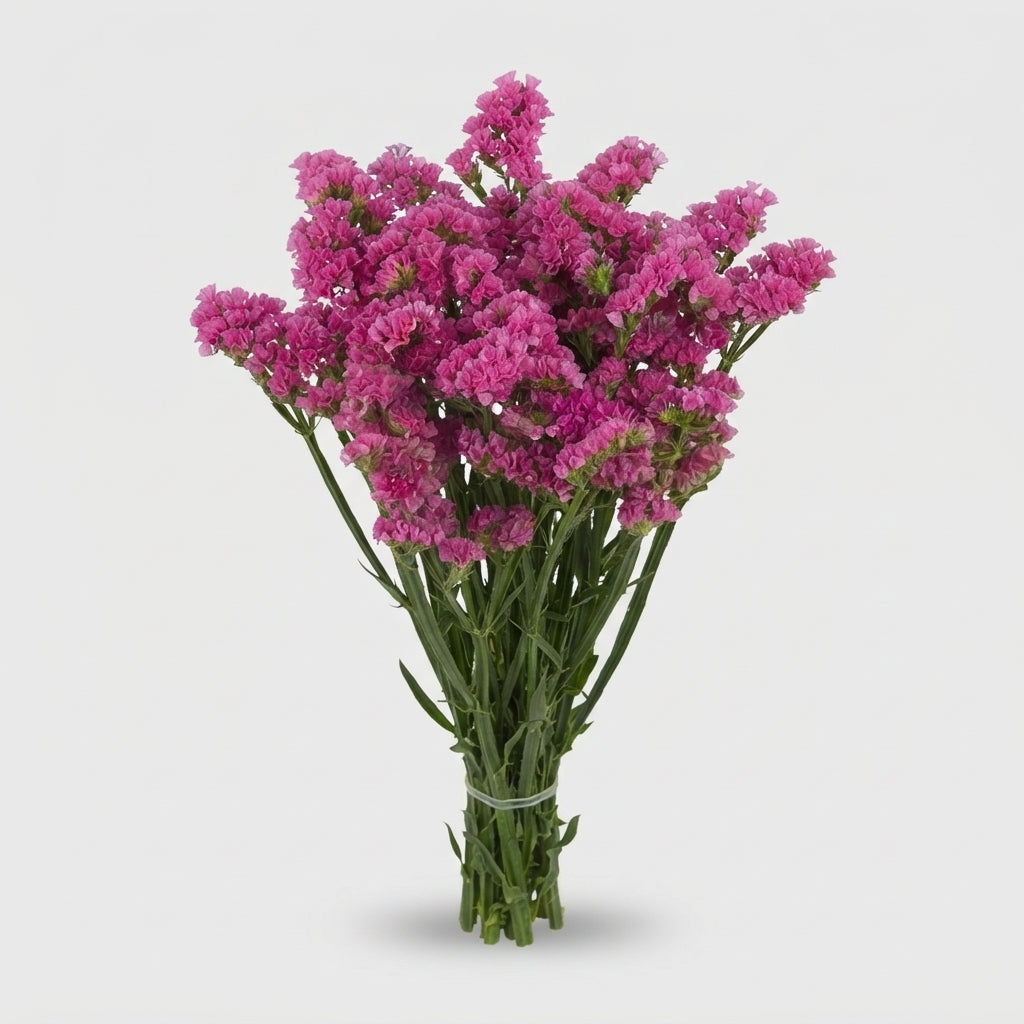 Limonium - Limonium sinuatum - Hilsinraspb