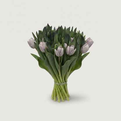 Tulip - Tulipa - Single
