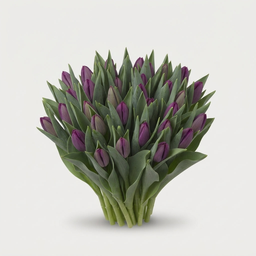 Single Tulip - Tulipa - Bullit