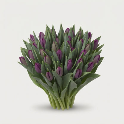Single Tulip - Tulipa - Bullit