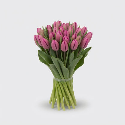 Tulip - Tulipa - Barcelona