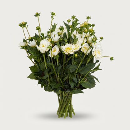 Dahlia - Overig