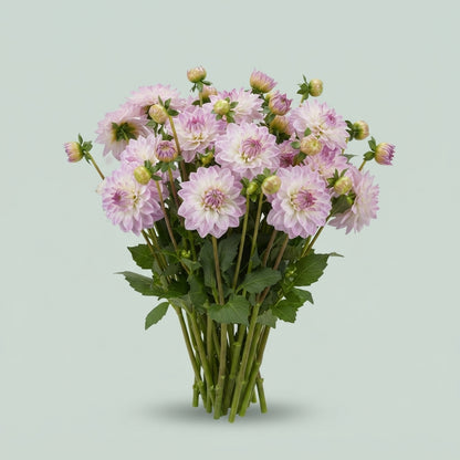 FeedSync:wholesale:d46980765e36c5566b6e562f8f20037e54ef5c0a