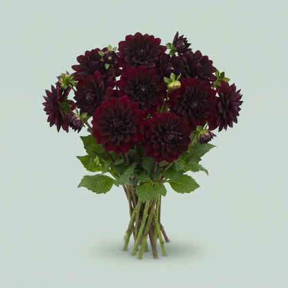 Dahlia - Arabian Night