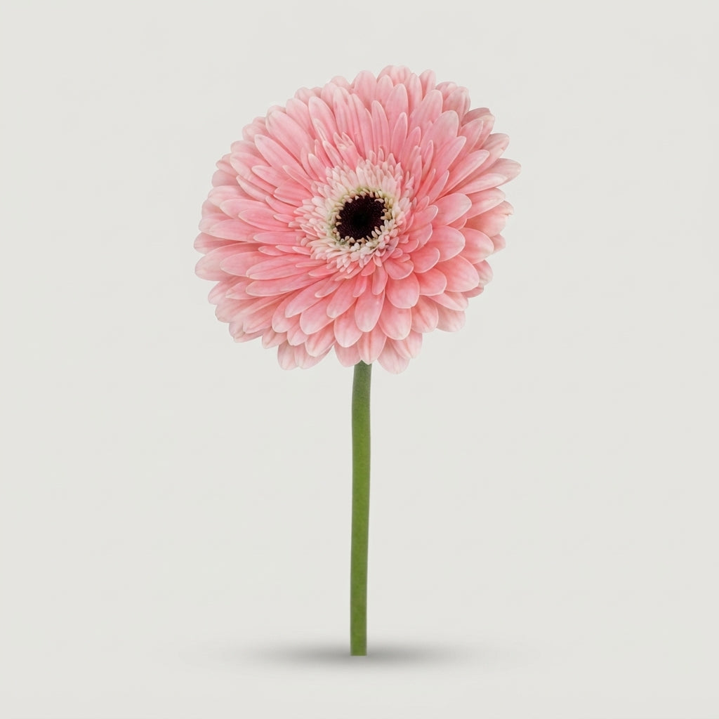 Gerbera Large Graceland