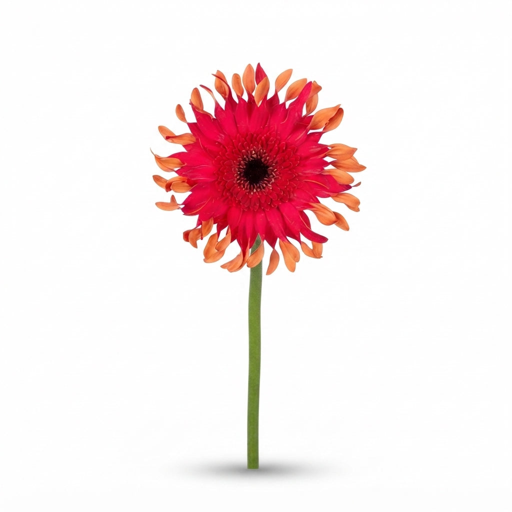 Gerbera Large Foxy